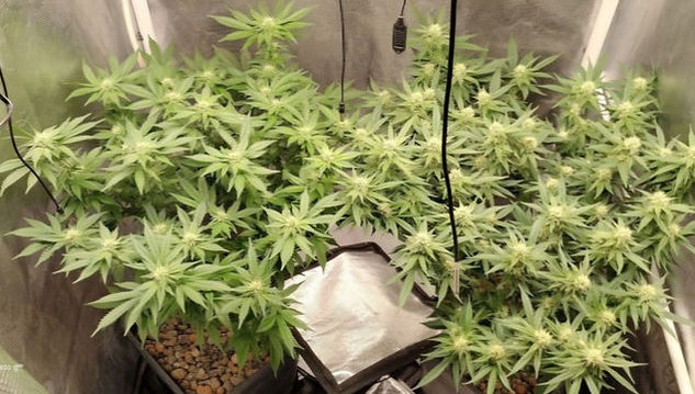 Thumbnail: Blueberry Feminised by Straightforward Genetics