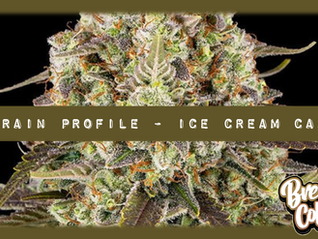Strain Profile: Ice Cream Cake Genetics, THC, Terpenes, Effects, Yield & More