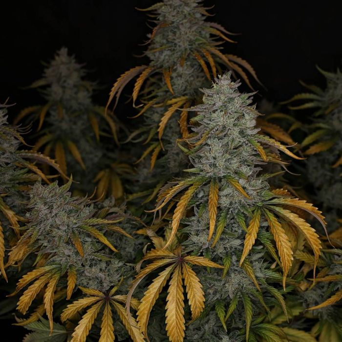 Thumbnail: Whistlin Blues Auto By Night Owl Seeds