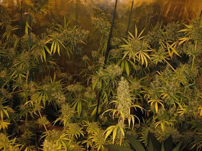 Thumbnail: Malawi Feminised by Ace Seeds