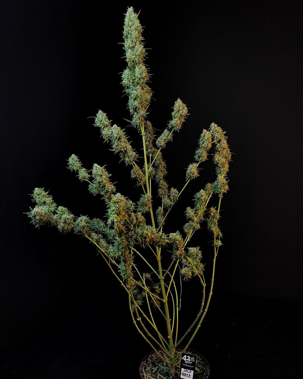 Thumbnail: Original Auto Jack Herer Feminised By Fast Buds