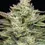 Thumbnail: PROMO Blueberry Cupcake Feminised by Humboldt Seed Company