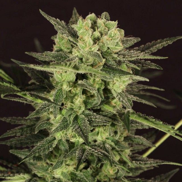 Thumbnail: MK Ultra Kush Mind Control Set Feminised T.H.Seeds