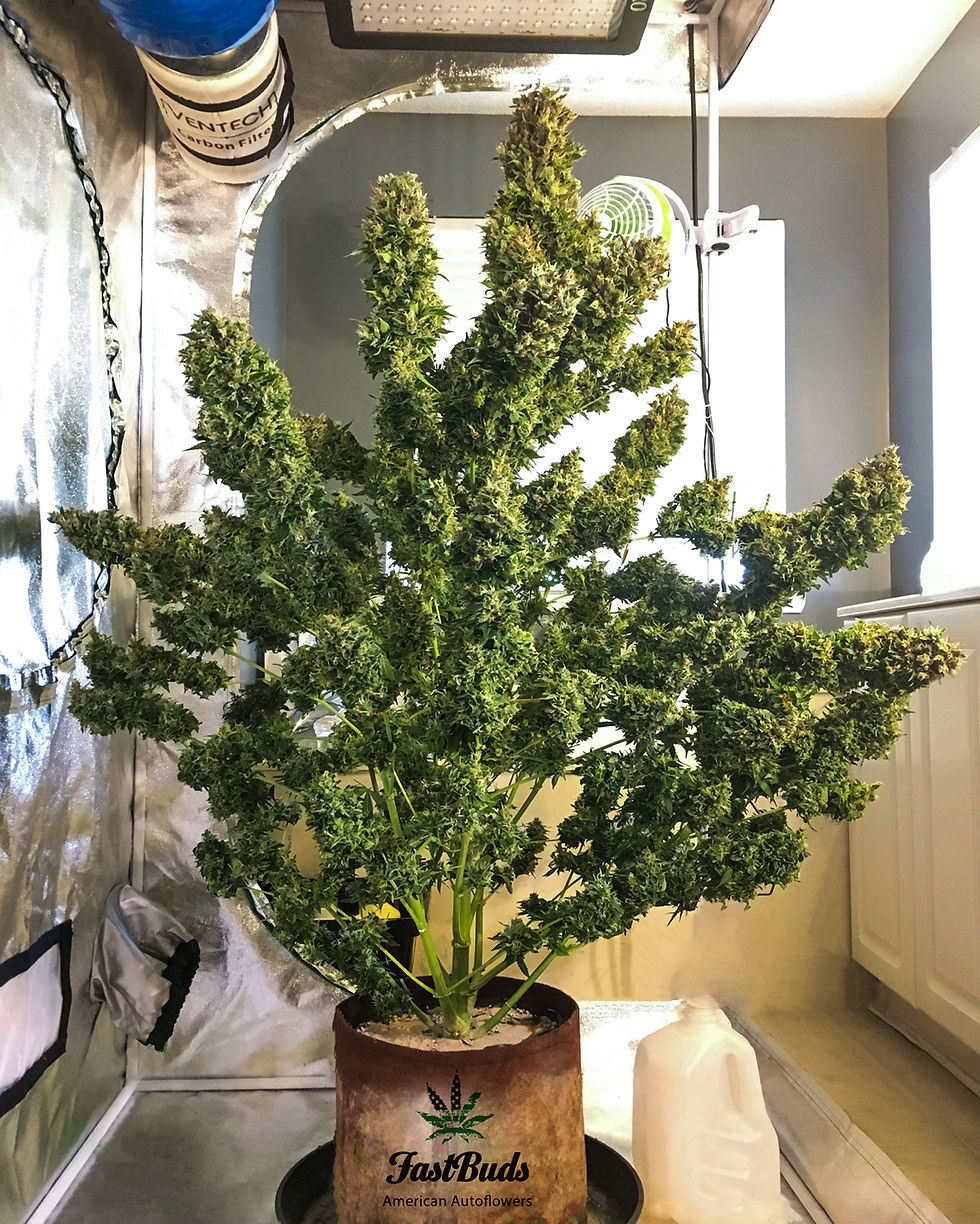 Thumbnail: Pineapple Express Auto Feminised By Fast Buds