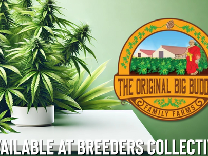 Original Big Buddha Family Farms Availible At Breeders Collective Cannabis Seed bank