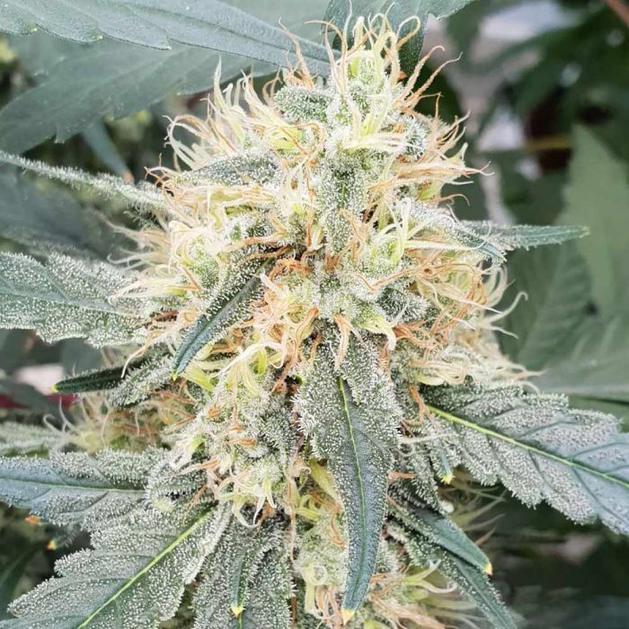Thumbnail: Stromboli Autoflower by Paradise Seeds