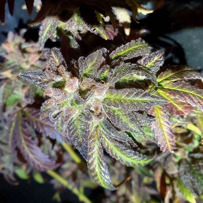 Thumbnail: Kush Creams Regular by Holy Smoke Seeds