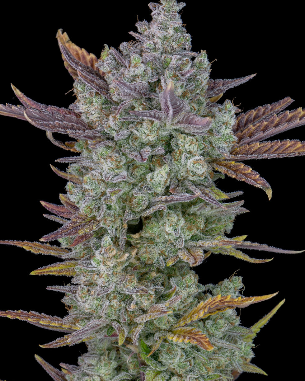Thumbnail: Gorilla Cookies Auto Feminised By Fast Buds