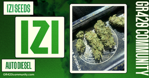 Auto Diesel By IZI Seeds