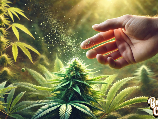 Varieties: A Comprehensive Guide S1 Cannabis 