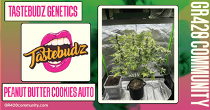 Peanut Butter Cookies Auto By Tastebudz Genetics