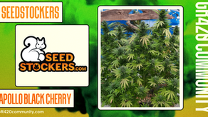 Apollo Black Cherry Feminised By Seedstockers