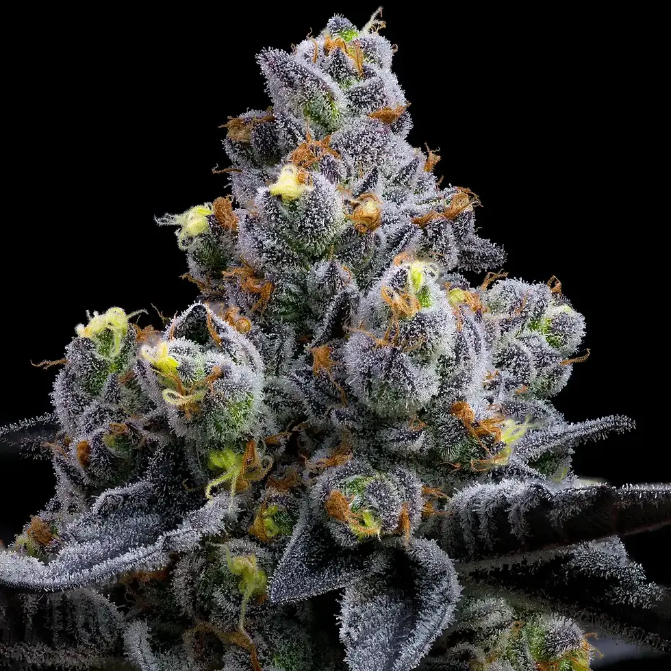 Thumbnail: Garlic Cookies Feminised by Barney's Farm