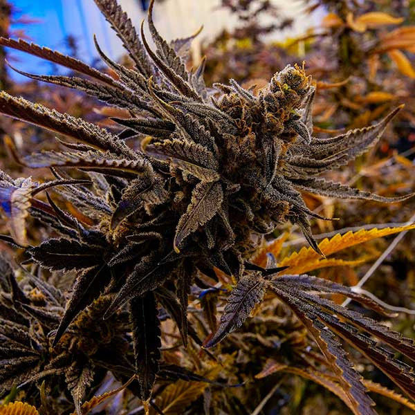 Thumbnail: Eleven Roses Feminised By Delicious Seeds
