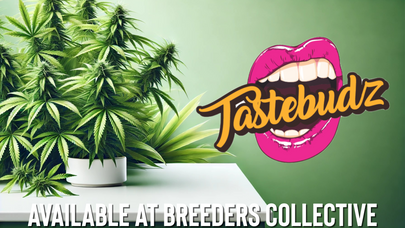 Tastebudz Genetics Cannabis Seeds Availible At Breeders Collective