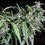 Thumbnail: Nepal Mist Regular Ltd Edition by Ace Seeds