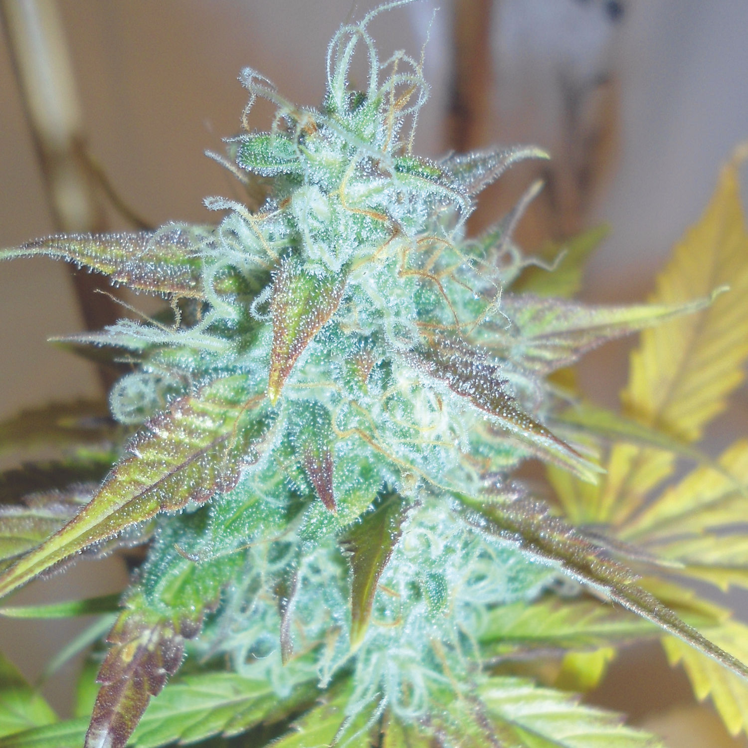 Lemon Haze  Auto by Emerald Triangle