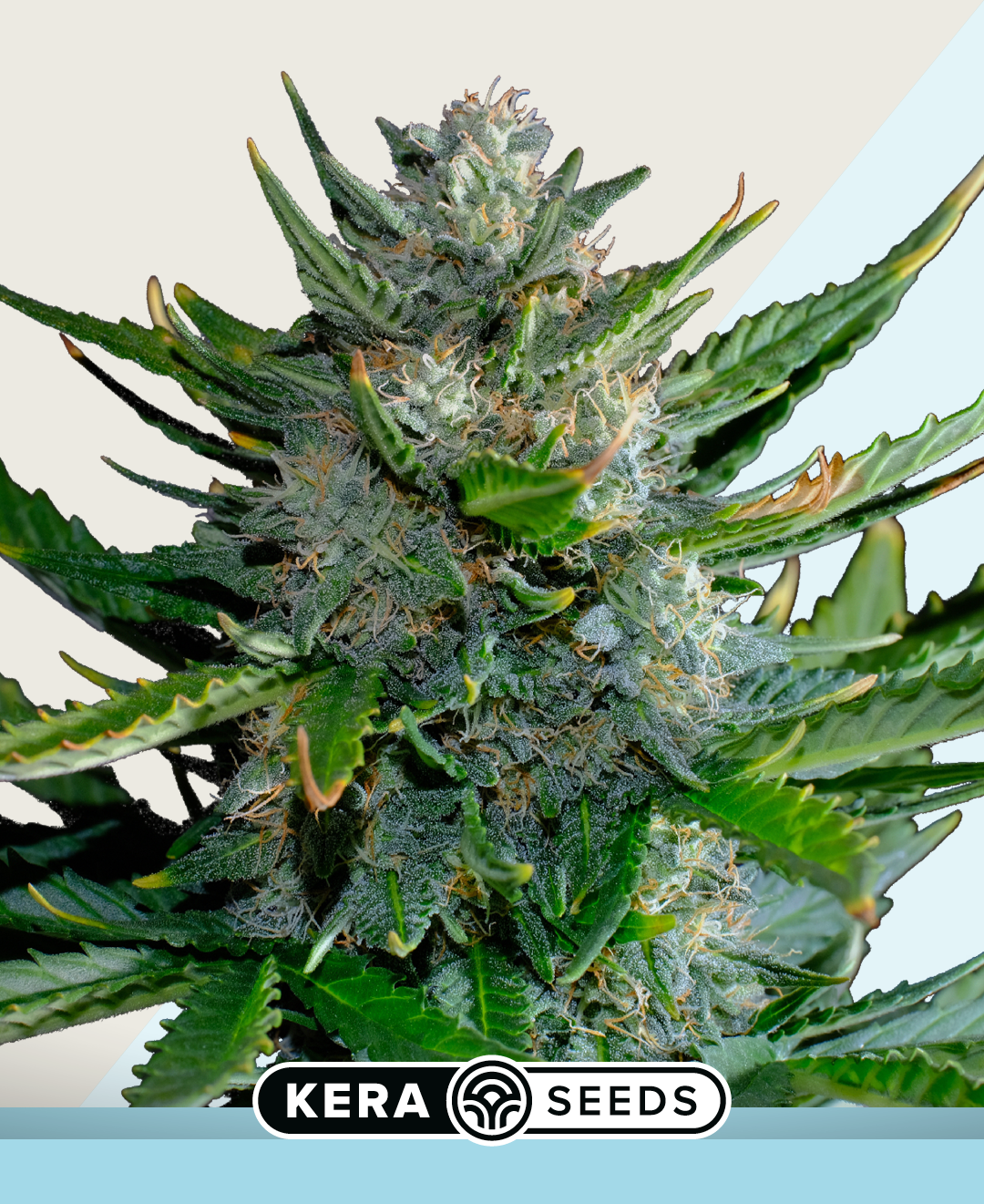 CBD Harlequin Feminised By Kera Seeds