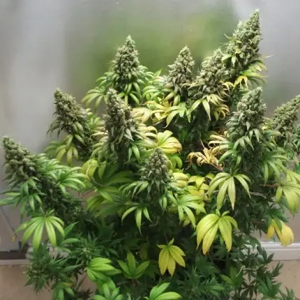 Thumbnail: Orange Hill Special Regular By Dutch Passion