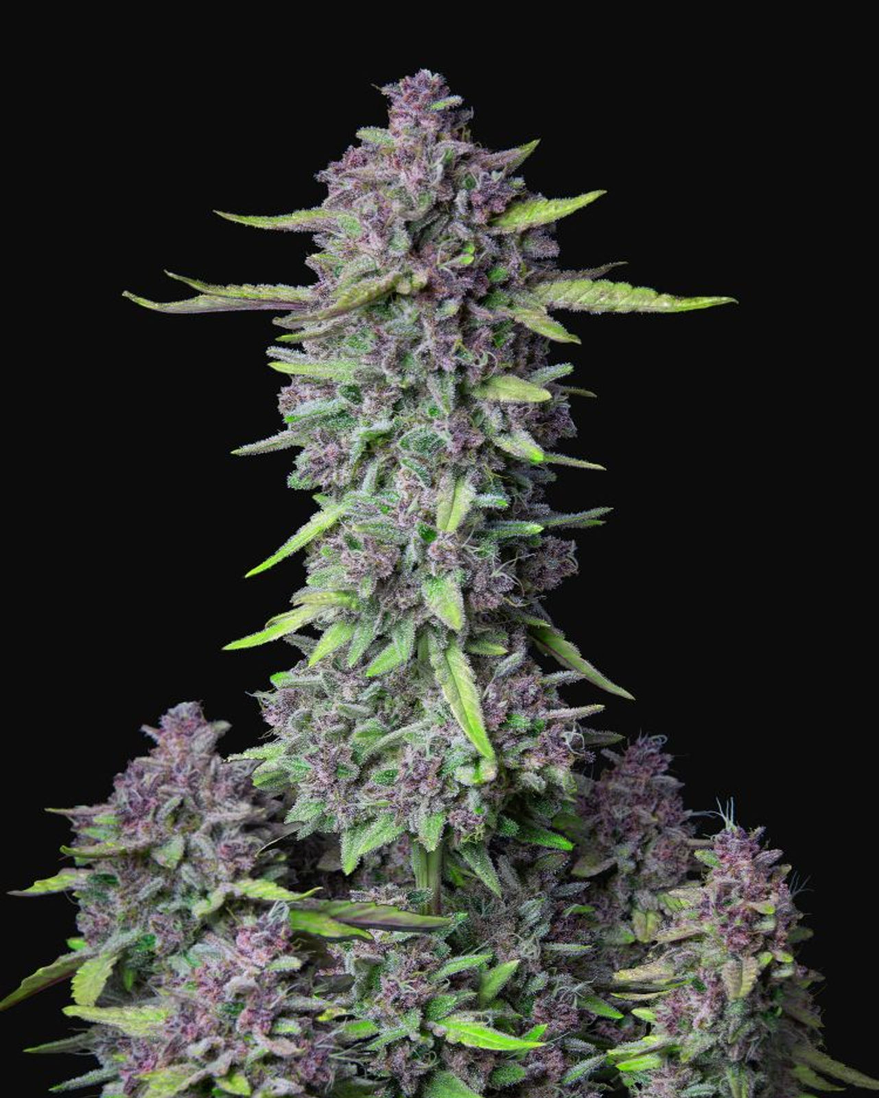 Purple Punch Auto By Fast Buds