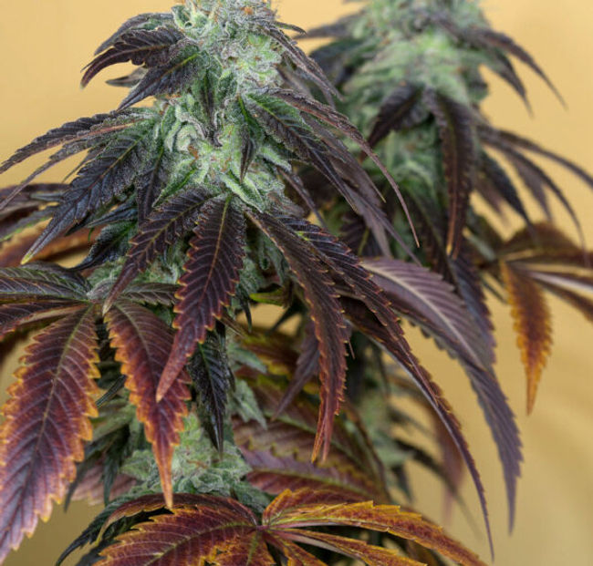 Thumbnail: OG Kush Feminised by Humboldt Seed Organization