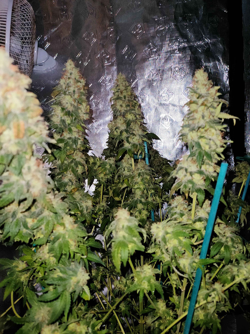 Thumbnail: Black Cherry Soda Feminised by Straightforward Genetics