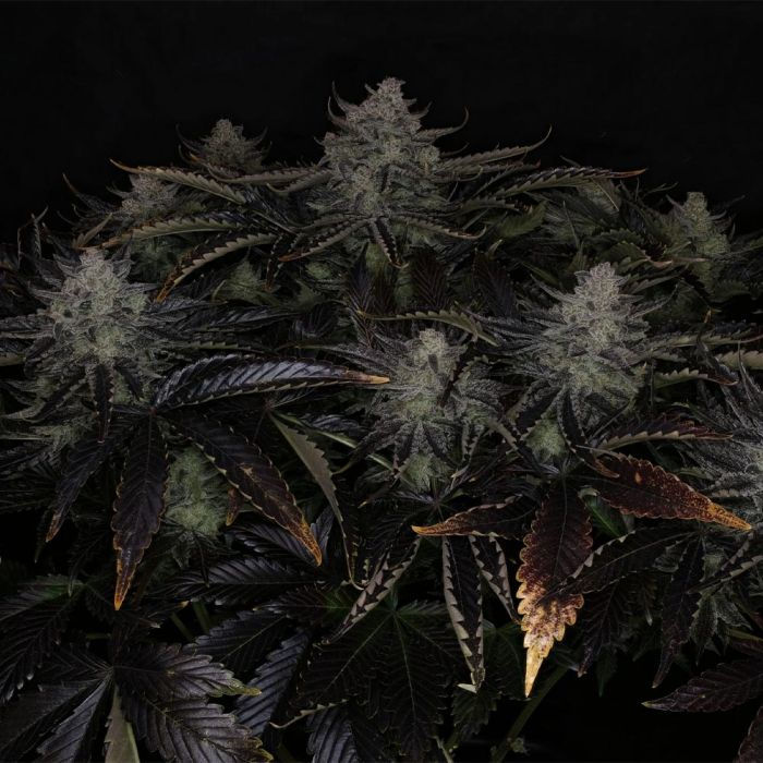Thumbnail: Chemmy Powers Auto By Night Owl Seeds