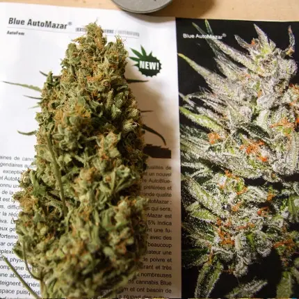 Thumbnail: Blue Auto Mazar Feminised By Dutch Passion