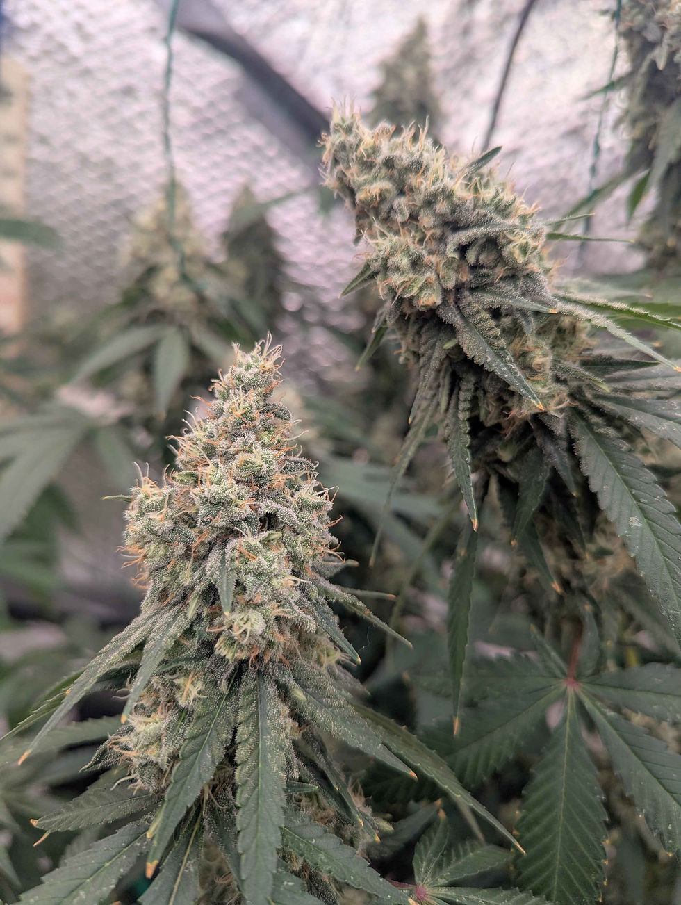 Thumbnail: Apple Fritter Feminised by Straightforward Genetics