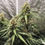 Thumbnail: Black Domina Feminised by Straightforward Genetics