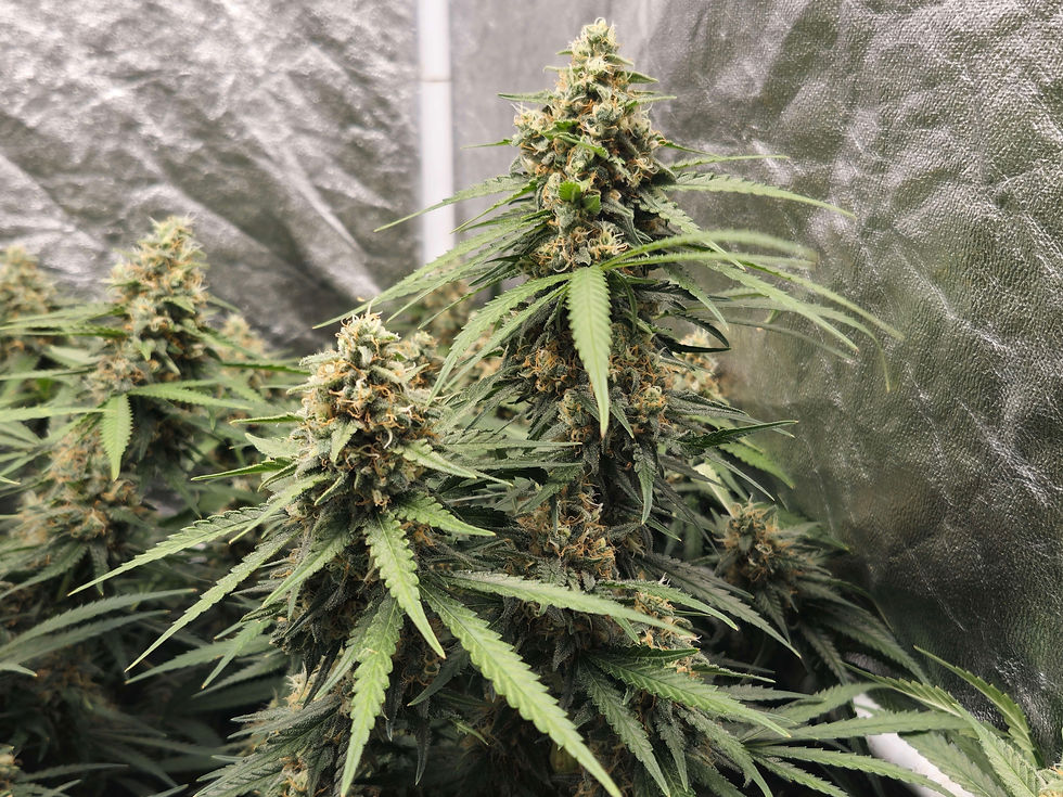 Thumbnail: Black Domina Feminised by Straightforward Genetics