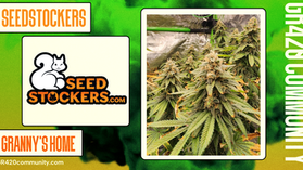 Granny's Home Feminised By Seedstockers