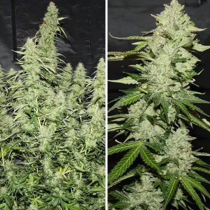 Thumbnail: Auto Glueberry OG Feminised By Dutch Passion