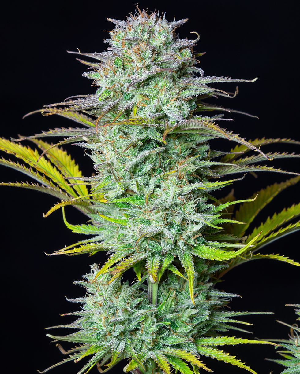Thumbnail: Kosher Cake Auto By Fast Buds
