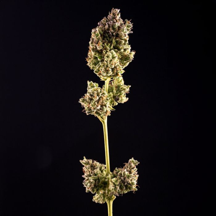 Thumbnail: Champana Feminised by Black Tuna Seeds