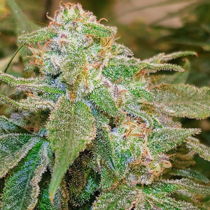 Thumbnail: Island G Regular by Oni Seed Co