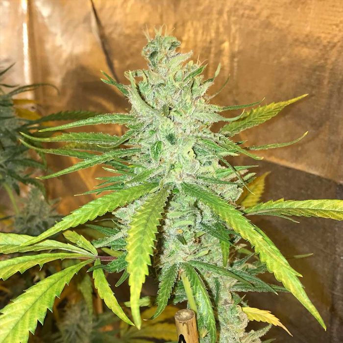 Thumbnail: Amnesia Haze Feminised by Soma Seeds