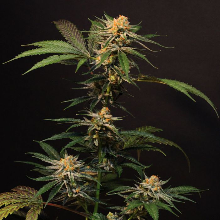 Thumbnail: Solero Regular by Original Dampkring Genetics