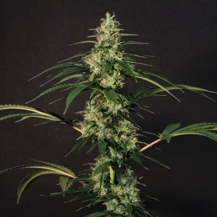 Thumbnail: New Jack City Regular  by Original Dampkring Genetics