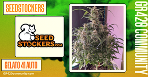 Gelato 41 Auto By Seedstockers