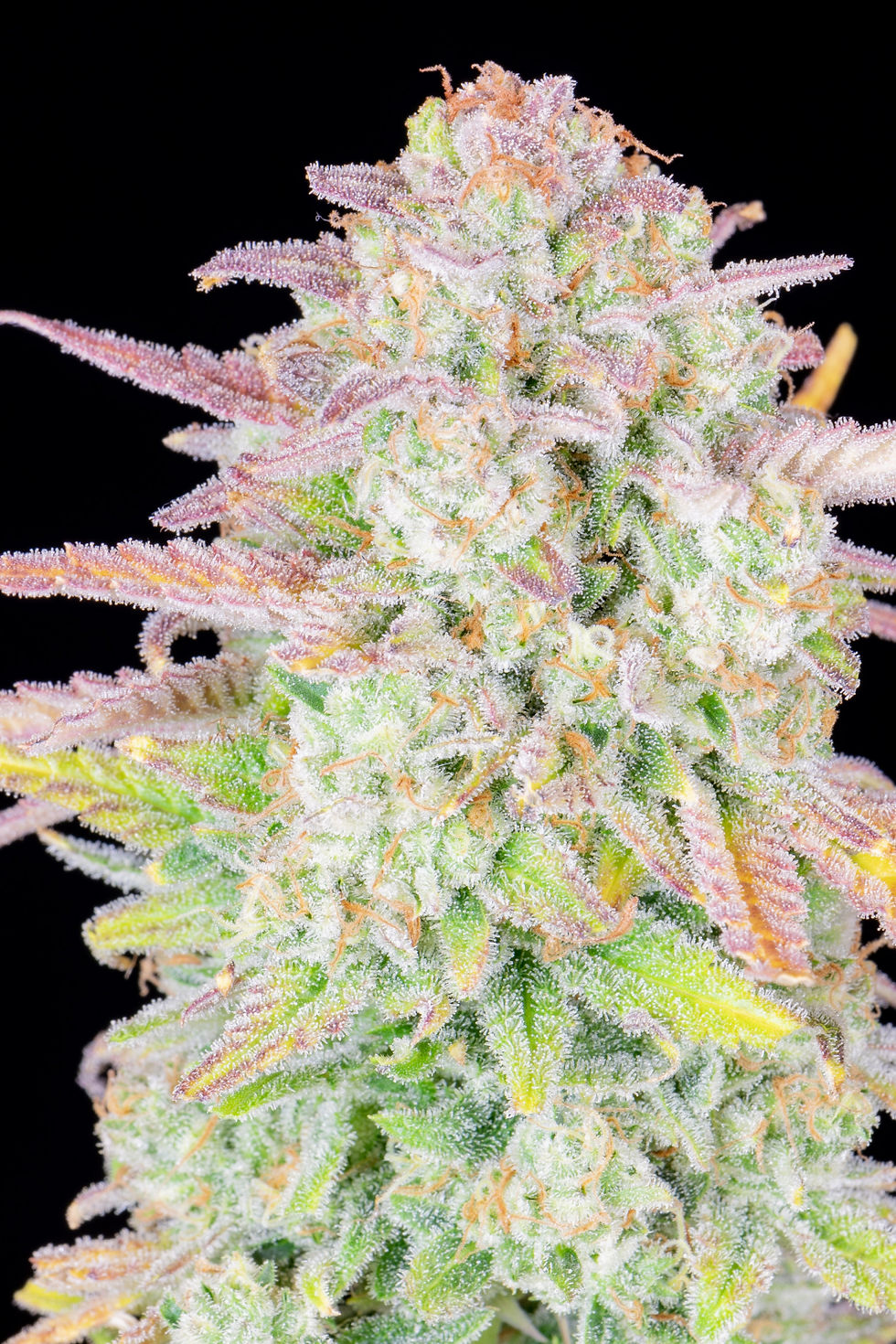 Thumbnail: Original Auto Trainwreck Feminised By Fast Buds