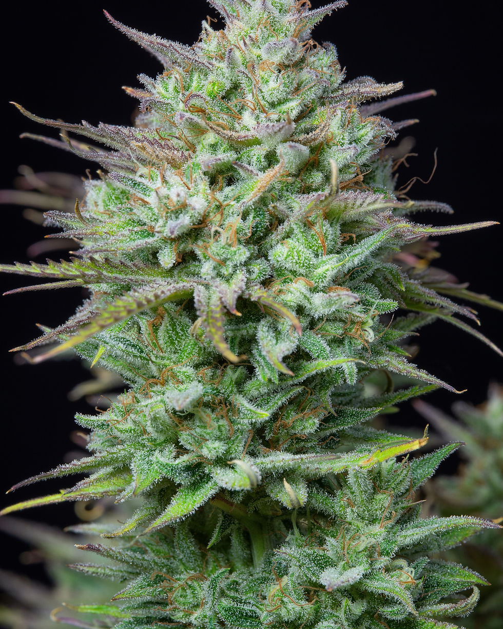 Thumbnail: Kosher Cake Auto By Fast Buds