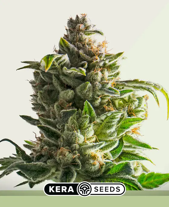 その他 Crazy Bud PROMO Crazy Bud Auto Feminised By Kera Seeds | Breeders Collective