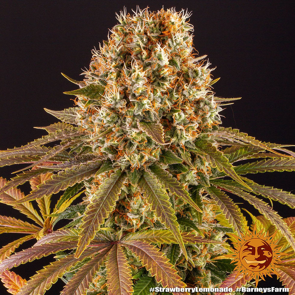 Thumbnail: Strawberry Lemonade - Barneys Farm