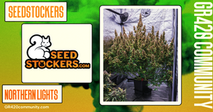 Northern Lights By Seedstockers