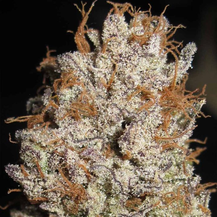 Thumbnail: Super Silver Mandarin Feminised by Ultra Genetics