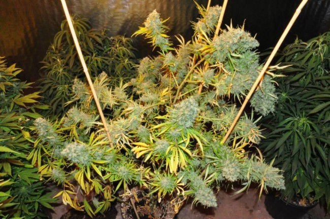 Thumbnail: Malawi Feminised by Ace Seeds