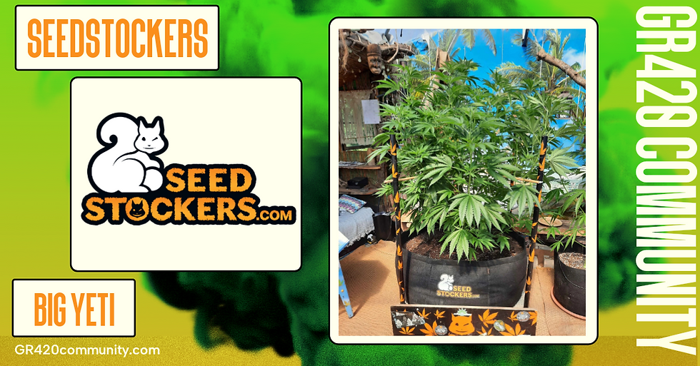 Big Yeti Feminised By Seedstockers