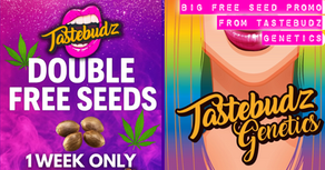 Double the Love: Tastebudz Genetics Now Offering Free Seeds with Every Order