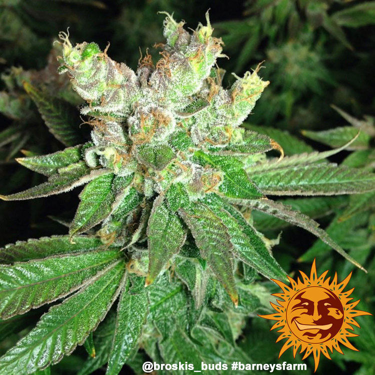 Thumbnail: Cookies Kush Feminised by Barney's Farm